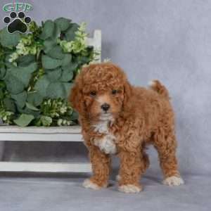 Autumn, Miniature Poodle Puppy